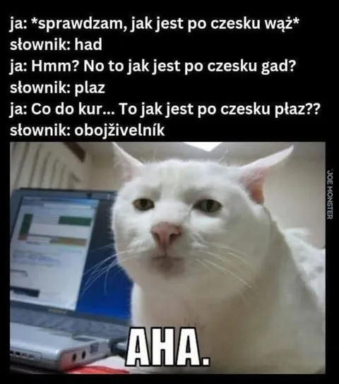 Czeski słownik i zdziwiony kot