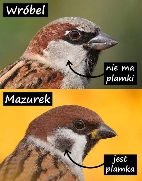 Wróbel bez plamki i mazurek