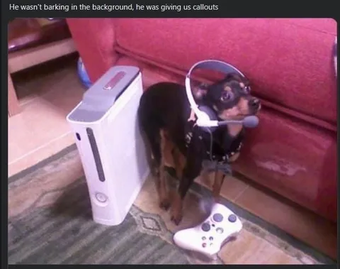 Dog Giving Gaming Callouts