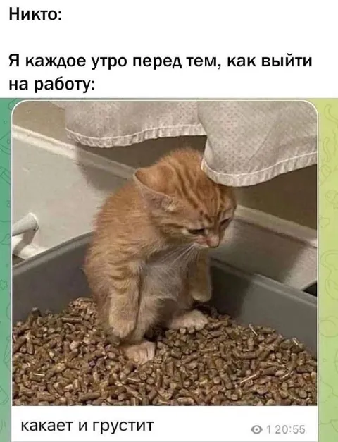 Кот грустит перед работой