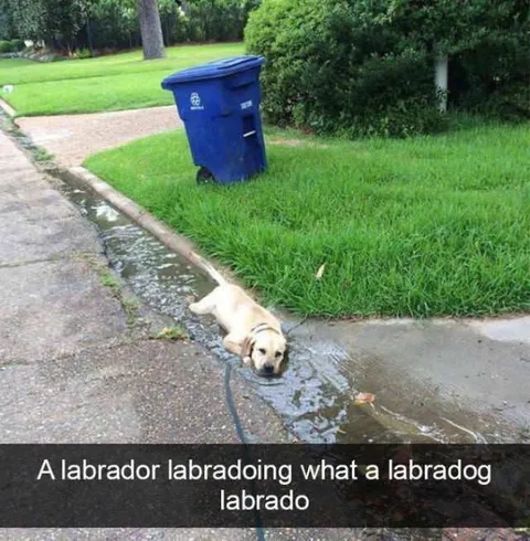 Labrador Labra-dog Pun