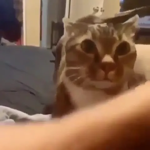 Кот не понимает, что происходит