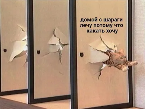 Кот ломится домой какать