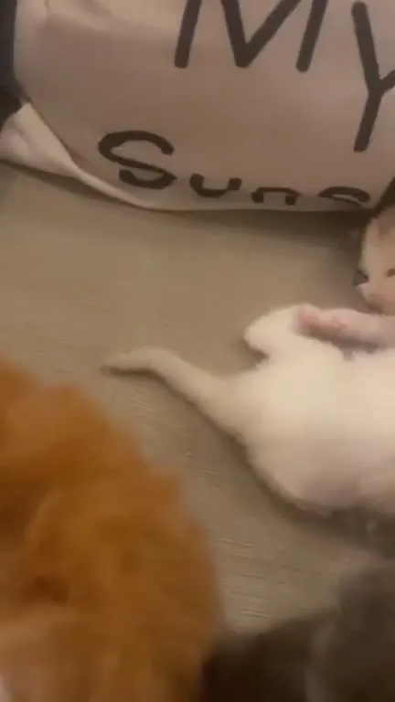 Kittens Turn Into a Furry Brawl