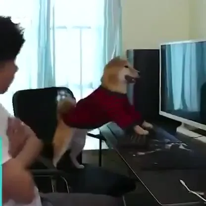 Doge Plays a Computer Game