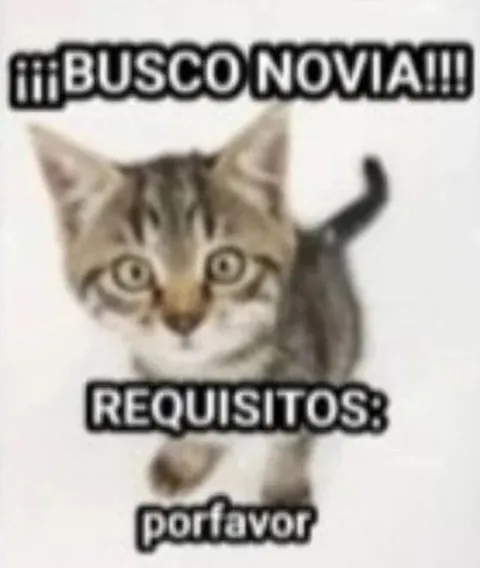 Gatito busca novia