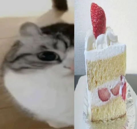 Кот и кусок торта