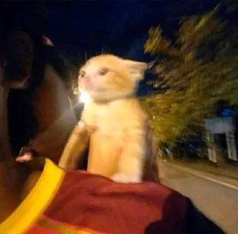 Котёнок едет ночью