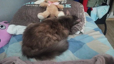 Кот спит на кровати