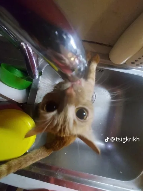 Кот пьёт из крана вверх лапами