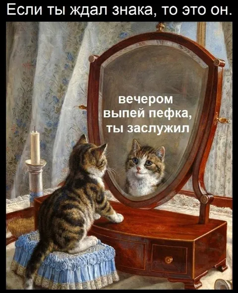 Кот заслужил вечерний пефко