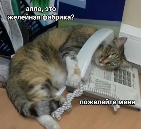Кот звонит на желейную фабрику