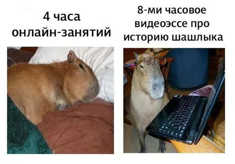 Капибара на онлайн-занятиях