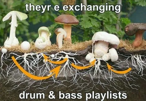 Mushrooms Exchanging Drum & Bass