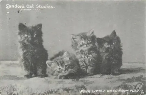 Four Little Cats from Play