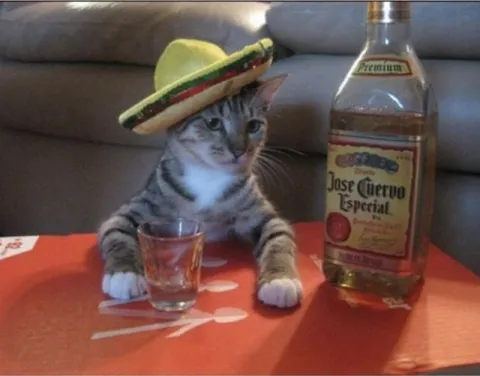 Cat in a Sombrero with Tequila