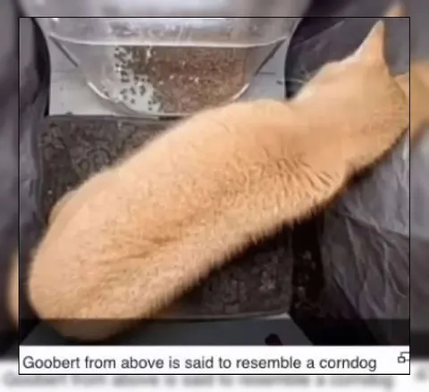 Goobert Looks Like a Corndog