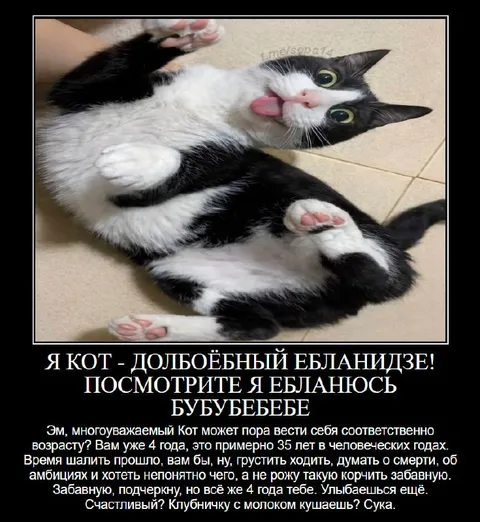 Кот-долбоёбный ебланидзе