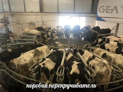 Коровий перекручиватель