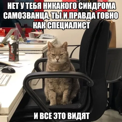 Кот-специалист без синдрома самозванца