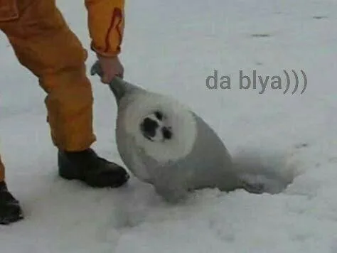 Тюлень увяз в снегу