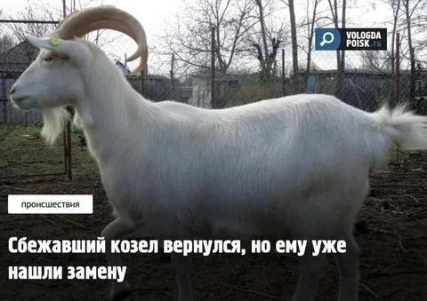 Сбежавший козел вернулся