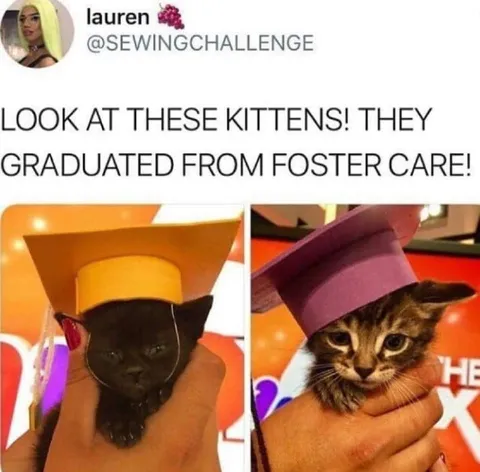 Kittens Graduate From Foster Care
