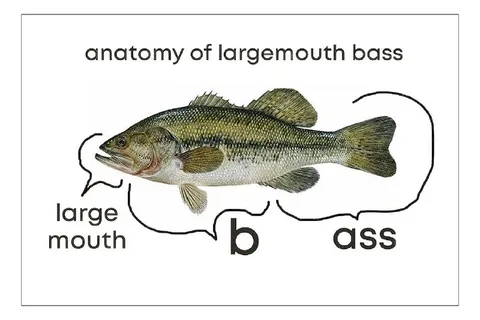 Anatomy of Largemouth Bass