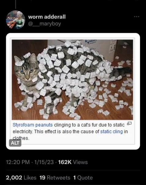 Cat Covered in Styrofoam Peanuts