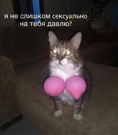 Сексуальное давление кота