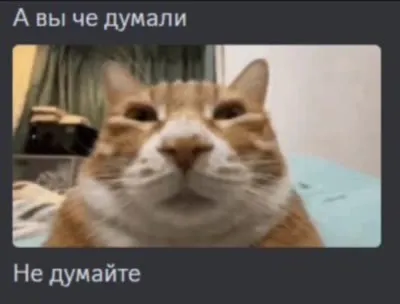 А вы че думали — не думайте