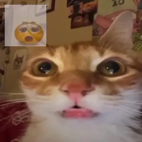 Holy Cat to Corn Eater