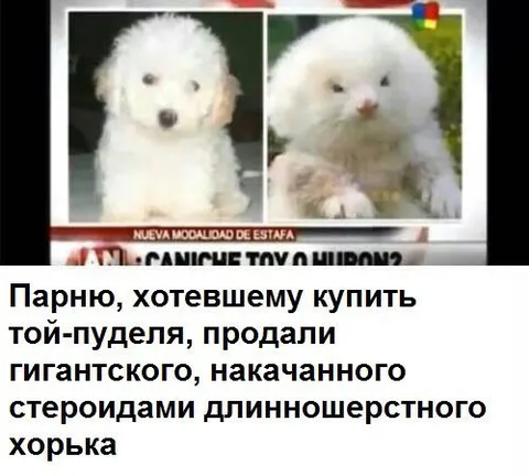 Игрушечный пудель-динозавр