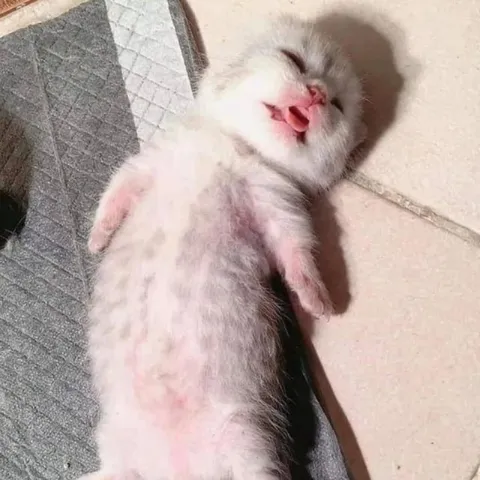 Уставший спящий котёнок