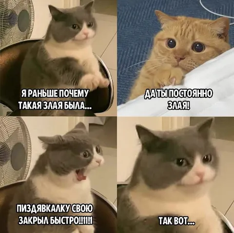 Постоянно злая кошка