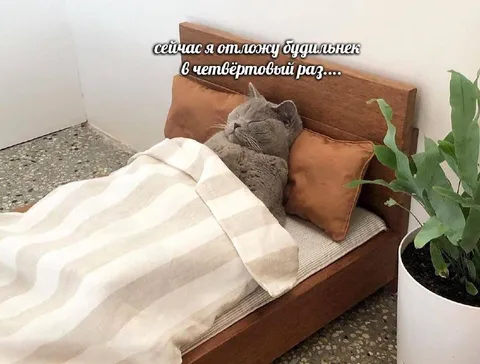 Кот откладывает будильник