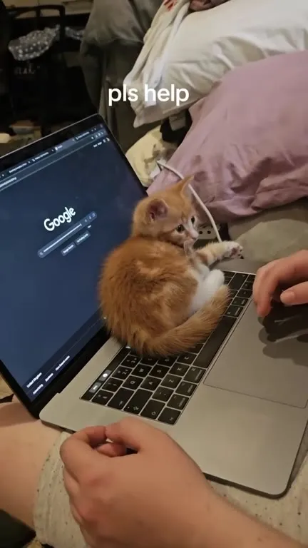 Kitten Trapped on Laptop