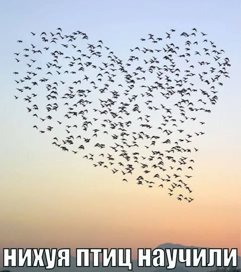 Птиц научили летать