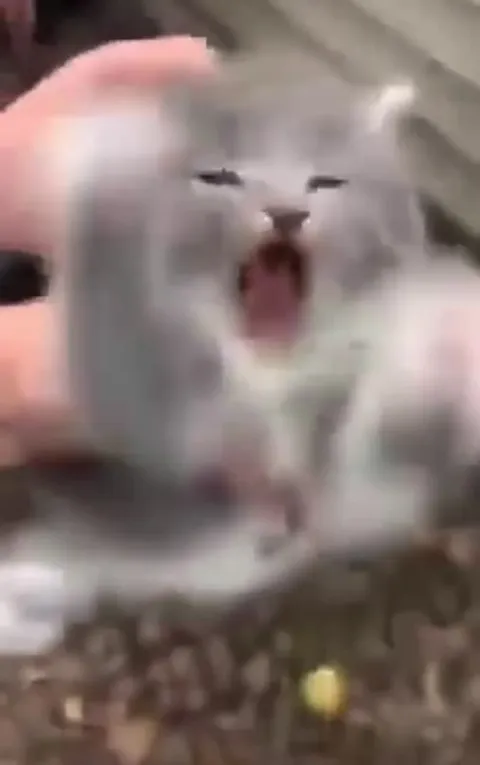 Котёнок внезапно зевает