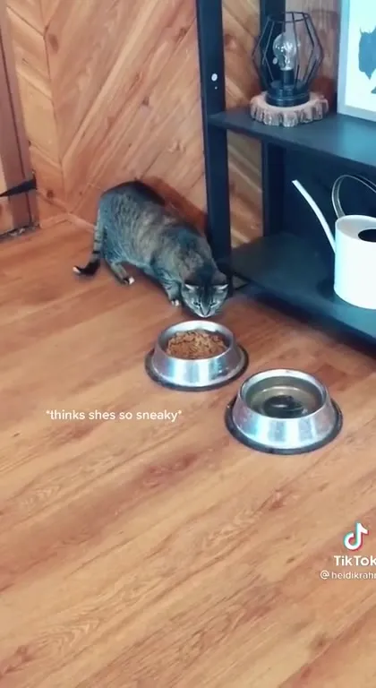 Cat Gets Busted Again