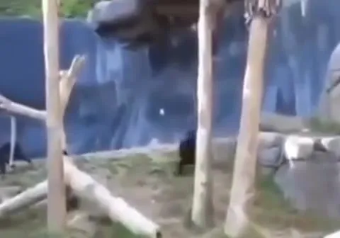 Медведи устраивают побег