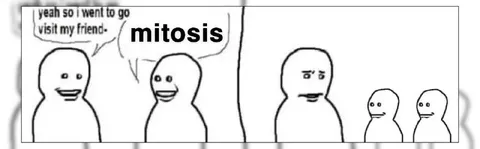Mitosis Turns One Friend Into Many