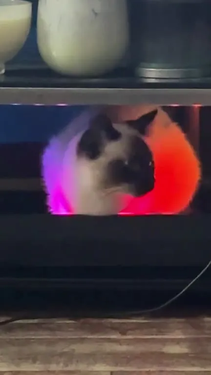 Кот танцует под музыку