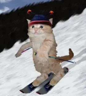 Кот катается на лыжах