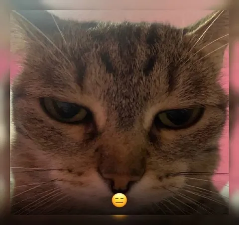 Недовольный кот с эмодзи