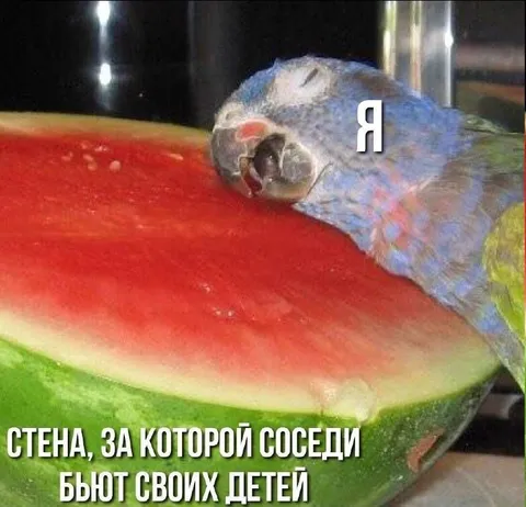 Попугай за стеной
