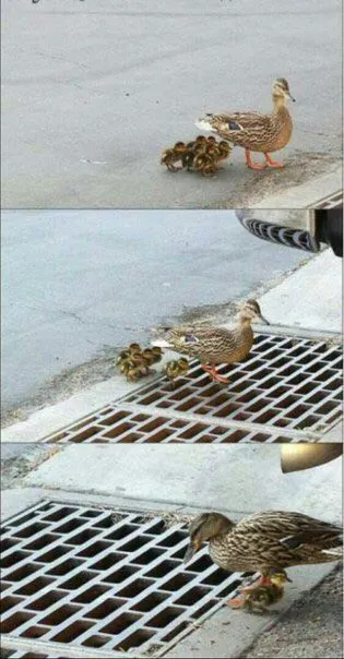 Утка ведёт утят к решётке