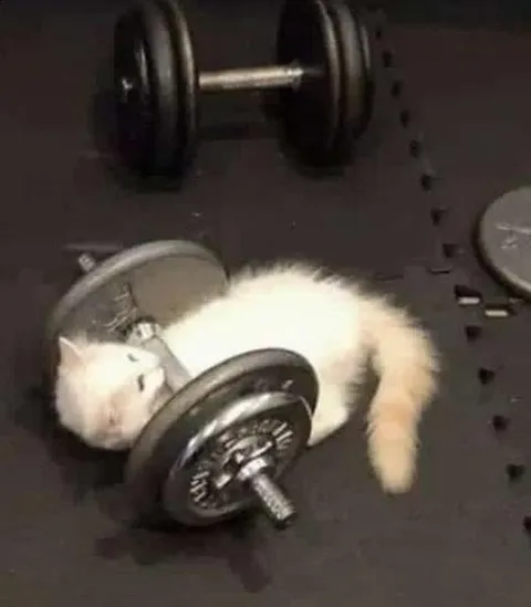 Котёнок тренируется с гантелью
