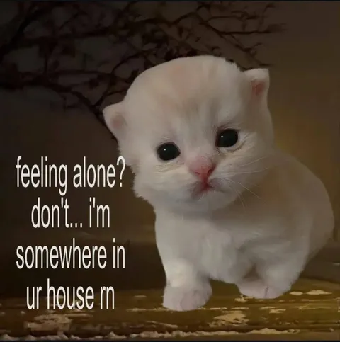Kitten Somewhere in Your House