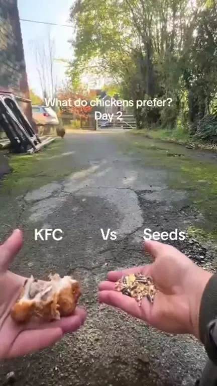 Chicken Chooses Seeds Over KFC